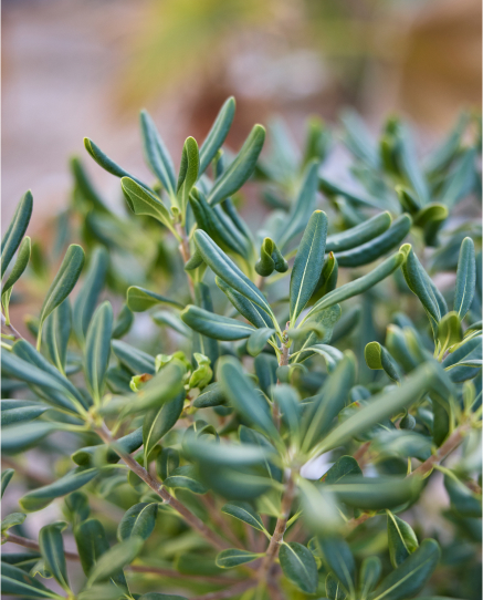 Plants